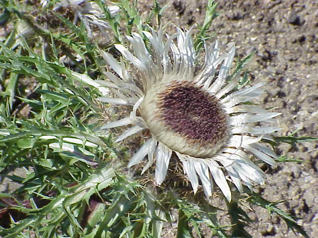 Carlina acaulis